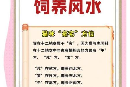 办公室风水指南：招财猫与鱼缸的完美搭配