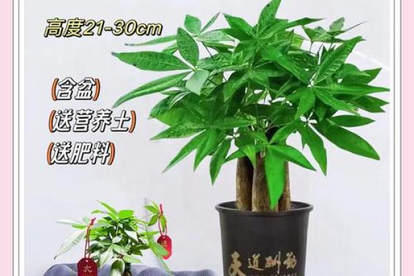 办公室盆栽风水布局助力职场运势提升 办公室盆栽风水布局助力职场运势提升