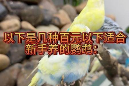 摆放招财鹦鹉风水，开运招财必备秘诀