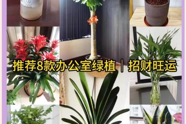 增强职场运气的办公室植物风水指南 增强职场运气的办公室植物风水指南