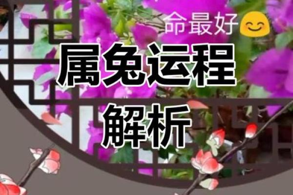 属兔人每月运势大揭秘:吉凶与挑战并存 属兔人每月运势大揭秘:吉凶与挑战并存