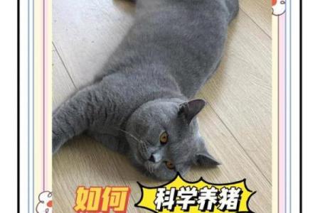 猫咪在家：如何通过养猫改变家庭风水格局