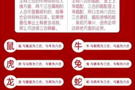 生肖运势全解析：每月运程详解