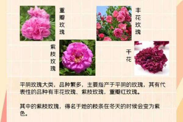 从梅花到玫瑰:不可错过的花卉名称 从梅花到玫瑰:不可错过的花卉名称