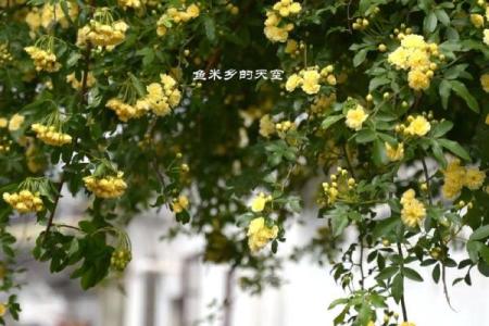 从梅花到玫瑰：不可错过的花卉名称