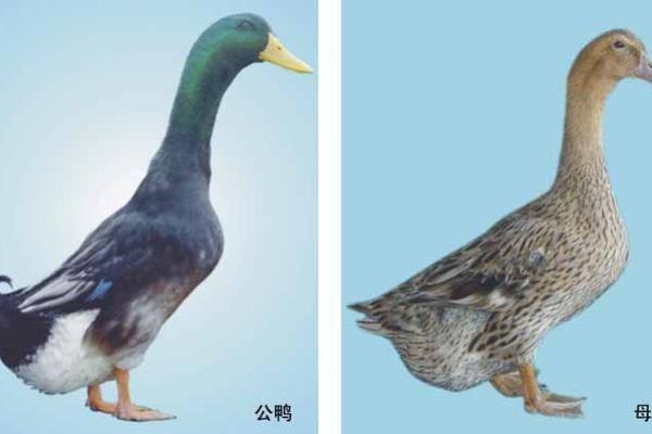不同品种鸭子适合的名字选择 不同品种鸭子适合的名字选择