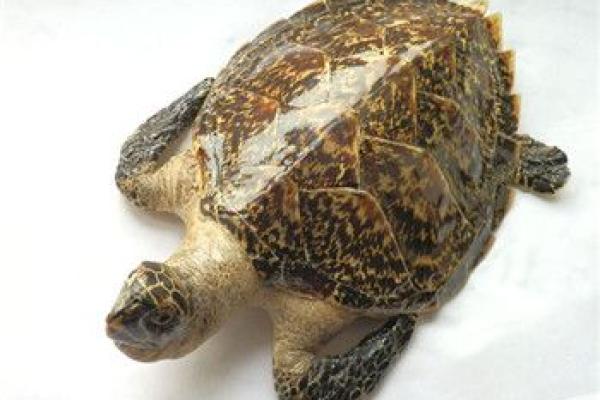玳瑁在风水中的五行属性与运势影响解析 玳瑁在风水中的五行属性与运势影响解析