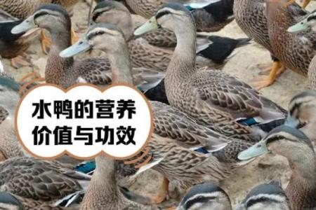 不同品种鸭子适合的名字选择