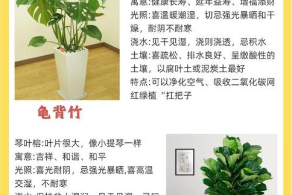 大安区家居风水植物助运秘诀 大安区家居风水植物助运秘诀