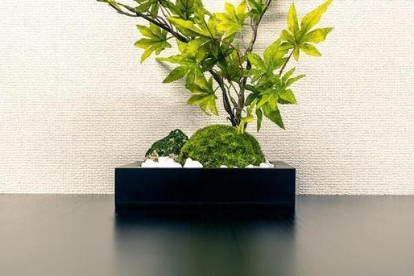 办公室风水植物的选择与摆放技巧 办公室风水植物的选择与摆放技巧