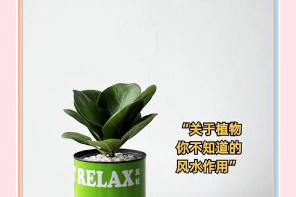 办公环境植物摆放对运势的影响与注意事项 办公环境植物摆放对运势的影响与注意事项