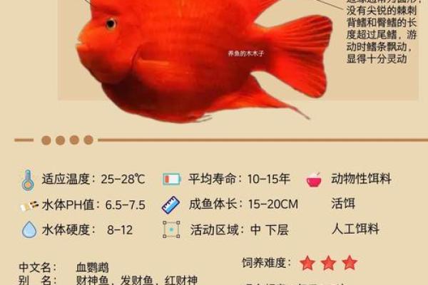 单养招财鱼的风水妙用与家居运势提升技巧 单养招财鱼的风水妙用与家居运势提升技巧