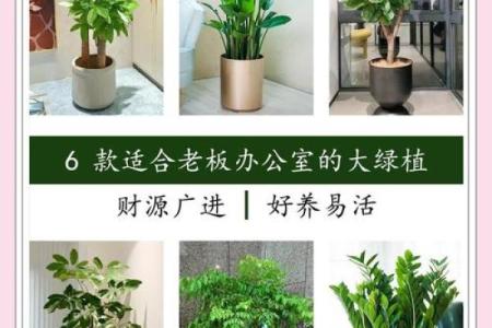 办公环境植物摆放对运势的影响与注意事项