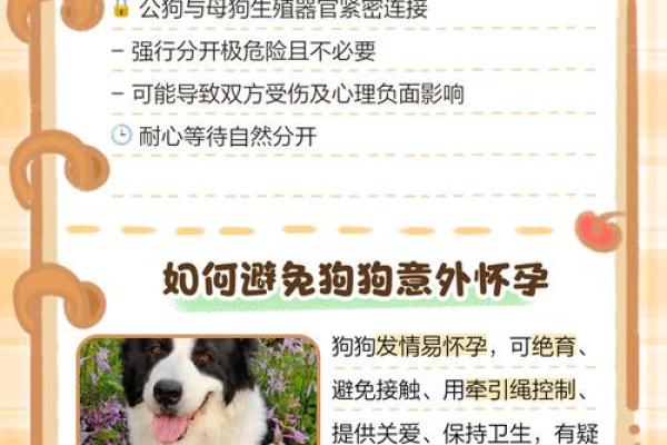 探索狗狗配对的奥秘与科学依据 探索狗狗配对的奥秘与科学依据