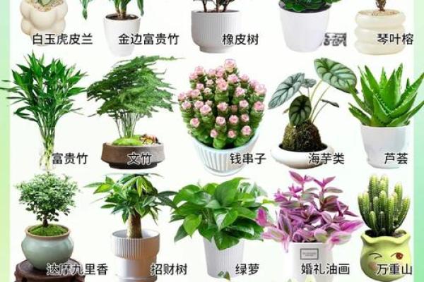 办公室多肉植物摆放风水布局与建议 办公室多肉植物摆放风水布局与建议