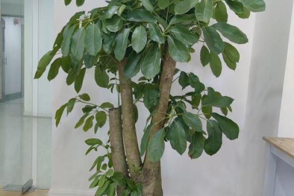 办公室多肉植物摆放风水布局与建议 办公室多肉植物摆放风水布局与建议