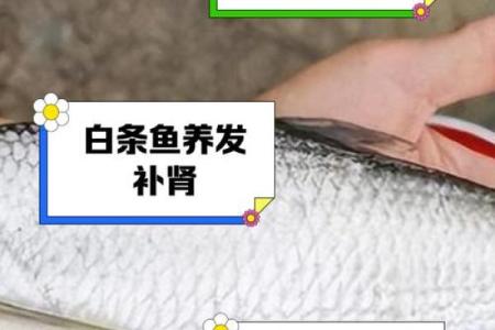 白色招财鱼助旺运势提升财运的风水奥秘