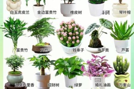 办公室多肉植物摆放风水布局与建议