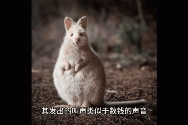 属鼠人如何在本命年突破困境 属鼠人如何在本命年突破困境