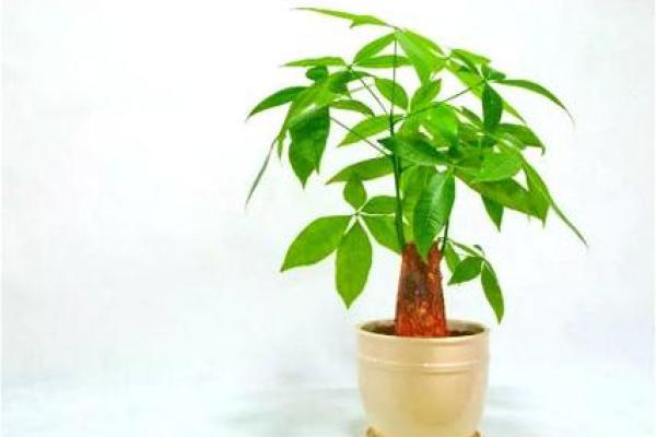 提升家居运势的秘诀 客厅财位风水树的选择与摆放技巧 提升家居运势的秘诀 客厅财位风水树的选择与摆放技巧