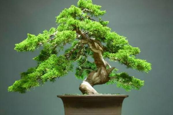 柏树命对命运的潜在影响分析 柏树命对命运的潜在影响分析