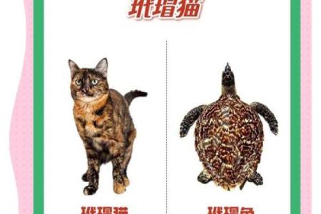 玳瑁五行属性揭秘，了解它对命运的影响