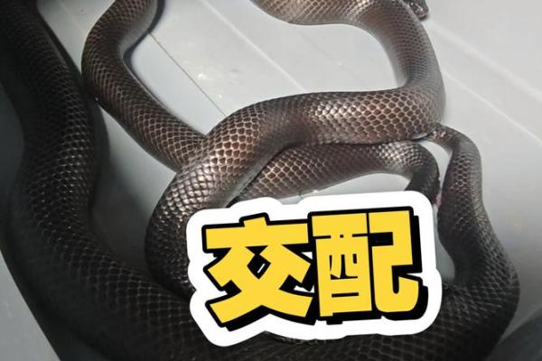 蛇与蛇的相配是否能带来和谐关系 蛇与蛇的相配是否能带来和谐关系