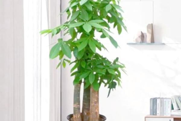 厕所风水植物选择推荐 有助运势的绿色小伙伴 厕所风水植物选择推荐 有助运势的绿色小伙伴