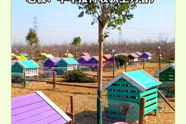 创意无限的养鸡公司名称设计技巧 创意无限的养鸡公司名称设计技巧