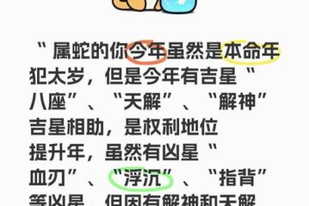 本命年蛇男的财务管理与风险规避
