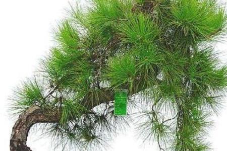 打造招财风水花园提升运势的五大秘诀