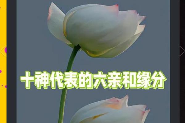 命理八字揭示你命运的秘密,看看你的八字如何影响人生! 命理八字揭示你命运的秘密,看看你的八字如何影响人生!