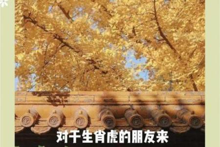 本命年虎男的星座运势分析