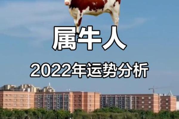 属牛人每月运程全景分析 属牛人每月运程全景分析