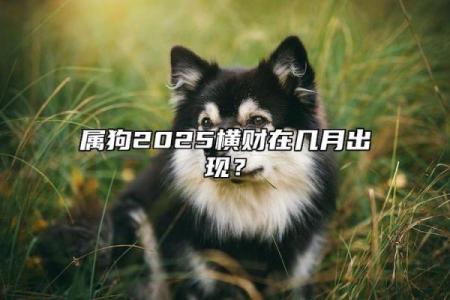 属狗人未来五年的运程预测与建议