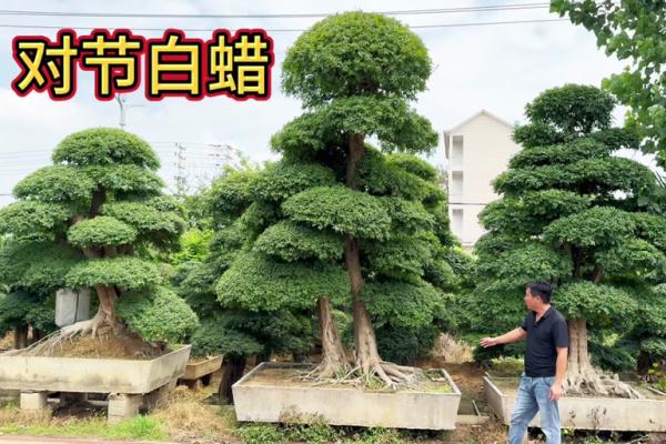 白蜡金命的特点与命运解析 白蜡金命的特点与命运解析