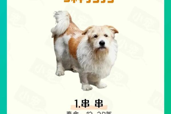出生的狗属什么命 详解狗年人的命运特征