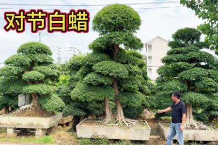 白蜡金命的特点与命运解析