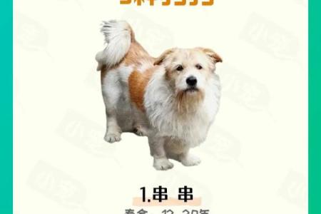 出生的狗属什么命 详解狗年人的命运特征