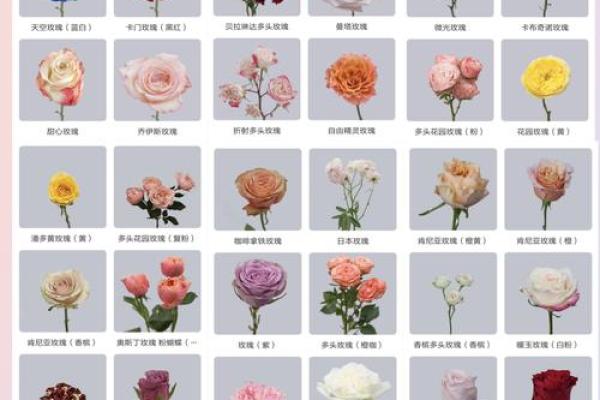 从玫瑰到百合:全球花朵名字的多样性与象征意义 从玫瑰到百合:全球花朵名字的多样性与象征意义