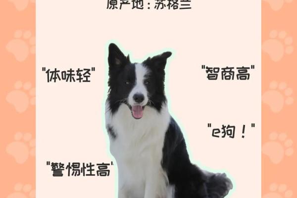 边牧犬的名字与性格特点的关联