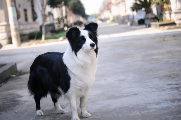 边牧犬的名字与性格特点的关联