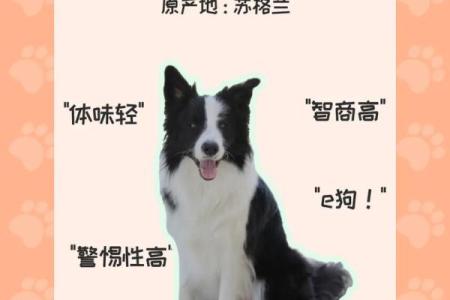 边牧犬的名字与性格特点的关联