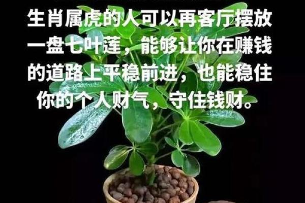 属虎人运势指南:把握机遇,避免陷阱 属虎人运势指南:把握机遇,避免陷阱