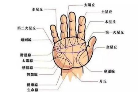 这些手掌特征预示着富贵命运