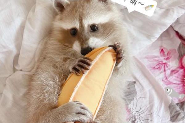 从萌到威猛：为熊起名字的完美指南