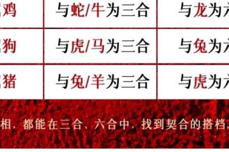 本命年虎男与其他生肖的关系解析