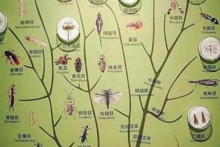 虫子名字如何反映生态系统的多样性