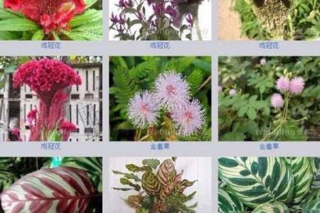 从花卉中汲取灵感：最美的花名大全