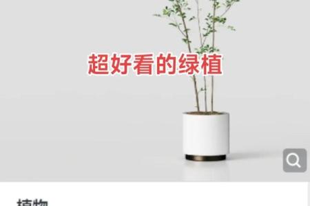北京花卉绿植公司命名创意大全：打造独特品牌形象的灵感来源